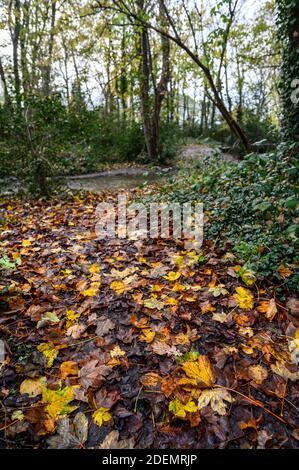 Foglie cadute a Harvington Park, Beckenham, Kent, Regno Unito. Le foglie sono un tappeto dorato nel bosco in autunno. Mettere a fuoco le lamelle, lo sfondo è sfocato. Foto Stock
