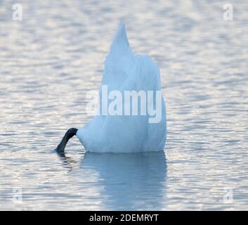 Cigno (Cygnus olor) Foto Stock