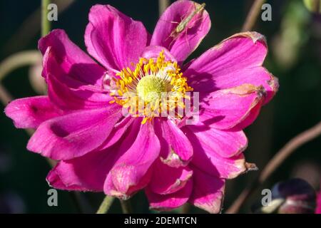 Giapponese Anemone hupehensis 'Prinz Heinrich' var. Japonica Foto Stock