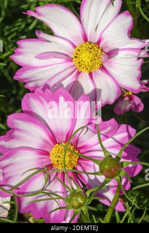 COSMOS bipinnatus "Candy Stripe" fiore rosa bianco Foto Stock