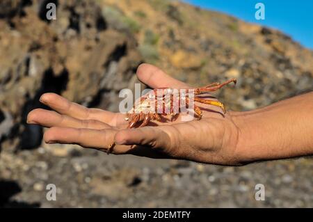 Un primo piano di un uomo che tiene un piccolo granchio rosso nella sua palma su uno sfondo roccioso Foto Stock