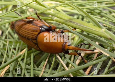 Una palma rossa Weevil con i bambini sul lato inferiore Foto Stock