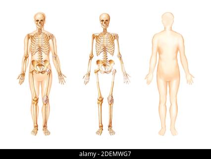 illustrazione anatomica ossea del corpo umano Foto Stock