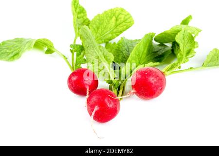 Rafano rosso fresco isolato su sfondo bianco. Foto Stock