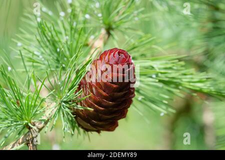 Cono di larice Dunkeld, primo piano. Larix x Eurolepis. Larice ibrido europeo e giapponese. Larix Marschlusii Foto Stock