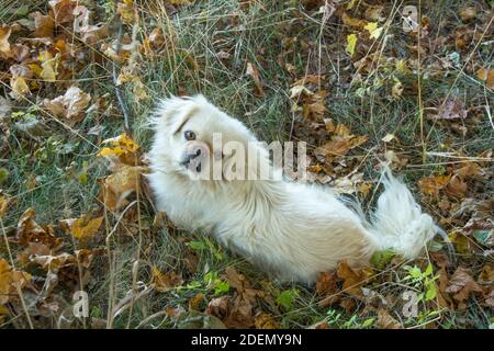 pickenes bianco del cane in un chiarimento Foto Stock