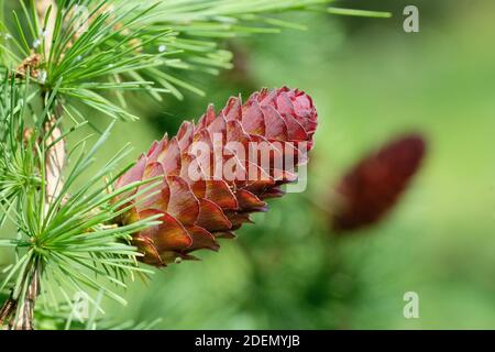 Cono di larice Dunkeld, primo piano. Larix x Eurolepis. Larice ibrido europeo e giapponese. Larix Marschlusii Foto Stock
