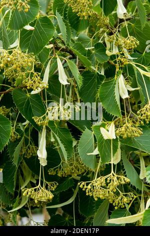 Tilia henryana o la calce di Enrico Foto Stock