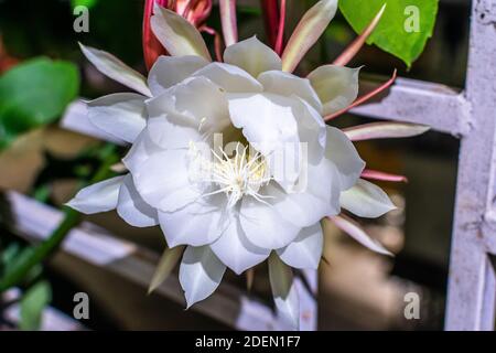 In India, fiorisce un fiore raro che può essere visto solo da quelli fortunati. Brahma Kamal, conosciuto anche come Saussurea Obvallata, appartiene al thistle Foto Stock