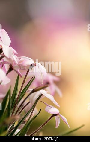 Fiori di Rhodohypoxis Foto Stock