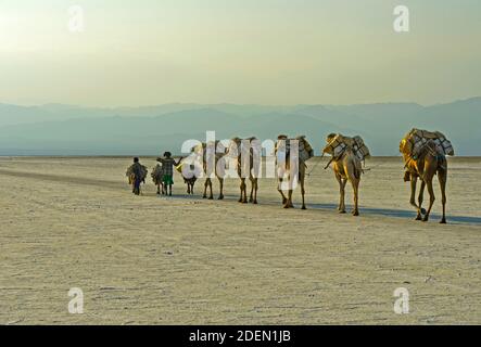 Dromedar-Karawane transportiert Steinsalzplatten über den Assale Salzsee in der Abenddämmerung, depressione di Danakil, Regione di Afar, Äthiopien / Dromedario Foto Stock