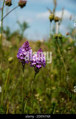 L'orchidea terrestre selvaggia Anacamptis piramidalis Foto Stock