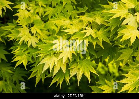 Foglie dell'albero ornamentale Acer palmatum 'Orange Dream' Foto Stock