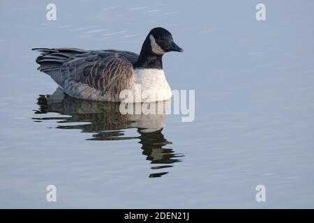 Un'Oca Cackling, Branta hutchinsii, galleggiante da solo sulla cima di un lago Ontario Foto Stock