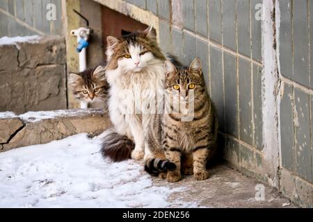 Una famiglia di gatti senza casa di strada - mamma, papà e un gattino sono seduti in attesa di cibo. Foto Stock