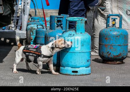 Manila, Filippine. 1 dicembre 2020. Un cane che sniffing-bomba dall'unità K9 della Guardia Costiera delle Filippine (PCG) è visto al lavoro durante una minaccia di bomba e l'esercitazione di capacità di risposta di presa di ostaggi ad un molo a Manila, le Filippine, 1 dicembre 2020. Il PCG, la polizia nazionale filippina (PNP), e l'autorità dei porti filippini (PPA) hanno condotto l'esercizio per mostrare le loro capacità nel garantire la sicurezza dei porti marittimi soprattutto nella prossima stagione di festa. Credit: Rouelle Umali/Xinhua/Alamy Live News Foto Stock