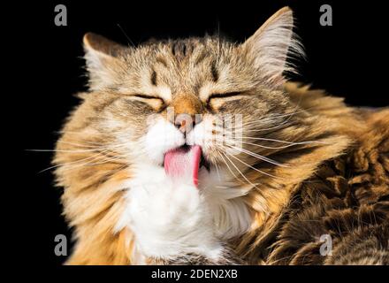 Il gatto marrone grazioso lecca la zampa su uno sfondo nero Foto Stock