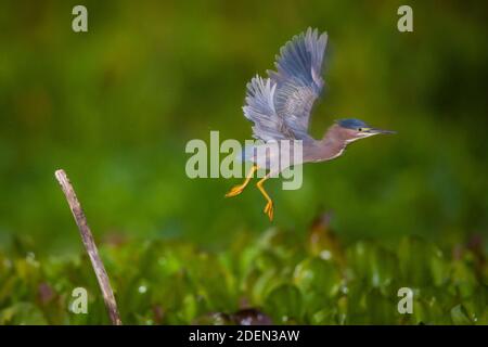 Green Heron, Butorides virescens, sopra Rio Chagres nel parco nazionale di Soberania, Repubblica di Panama. Foto Stock