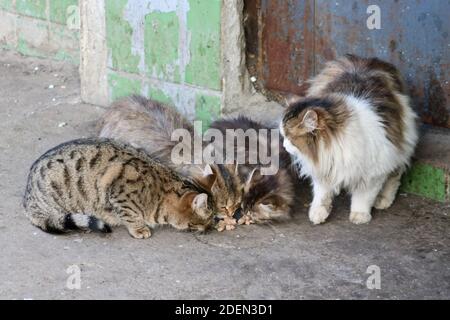 I gatti di strada e i gattini mangiano cibo portato da persone compassionevoli. Prendersi cura di animali senza casa. Foto Stock