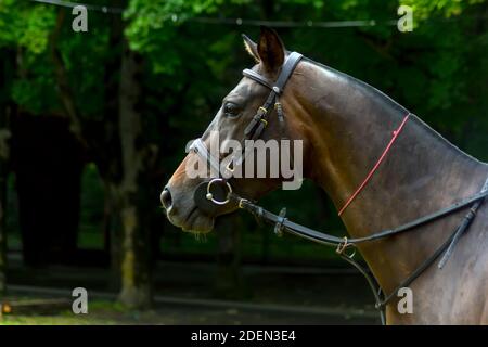 Ritratto di un bel cavallo purosangue di profilo. Foto Stock