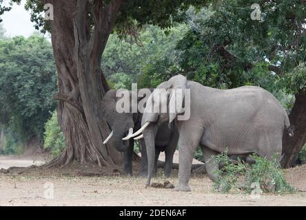 Due tori di elefanti africani maturi socializzano insieme sulla pianura alluvionale del fiume Zambesi nel Parco Nazionale di Mana Pools, Zimbabwe. Foto Stock