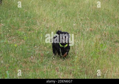 Un'immagine selettiva di un simpatico Gordon Setter in esecuzione in erba Foto Stock