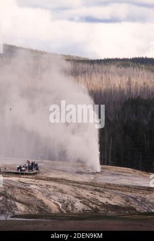 I turisti guardano il geyser Beehive che erutta nel bacino superiore del Geyser del Parco Nazionale di Yellowstone, Wyoming, USA. Foto Stock