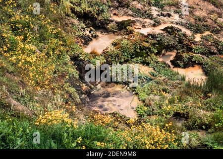 Una piccola sorgente termale gorgogliante di fiori selvatici nel West Thumb Geyser Basin nel Parco Nazionale di Yellowstone nel Wyoming. Foto Stock