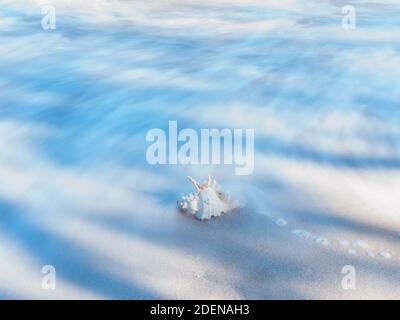 Serie di shell in luce e ombra su un bianco spiaggia di sabbia natura art design con lunga esposizione Foto Stock