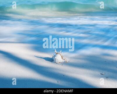Serie di shell in luce e ombra su un bianco spiaggia di sabbia natura art design con lunga esposizione Foto Stock