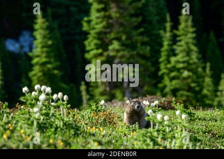 USA, Pacifico nord-occidentale, stato di Washington, Mount Rainier National Park, Marmot con fiori sportivi Foto Stock