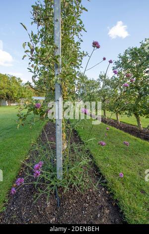 Pyrus communis 'Worcester nero' pera da cucina che cresce su un trellis contro un cielo azzurro soleggiato Foto Stock