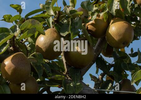 Pyrus communis 'Worcester nero' pera da cucina che cresce su un trellis contro un cielo azzurro soleggiato Foto Stock