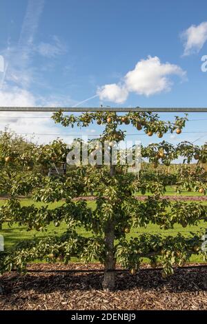 Pyrus communis 'Worcester nero' pera da cucina che cresce su un trellis contro un cielo azzurro soleggiato Foto Stock