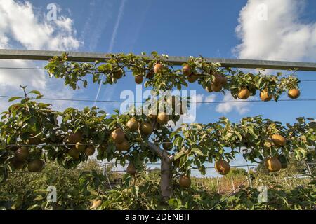 Pyrus communis 'Worcester nero' pera da cucina che cresce su un trellis contro un cielo azzurro soleggiato Foto Stock