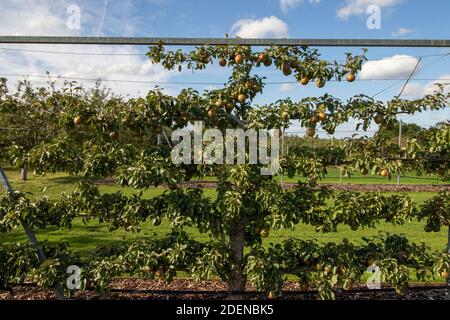 Pyrus communis 'Worcester nero' pera da cucina che cresce su un trellis contro un cielo azzurro soleggiato Foto Stock