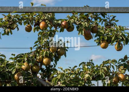 Pyrus communis 'Worcester nero' pera da cucina che cresce su un trellis contro un cielo azzurro soleggiato Foto Stock