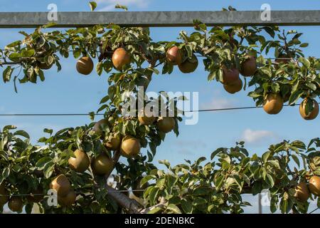 Pyrus communis 'Worcester nero' pera da cucina che cresce su un trellis contro un cielo azzurro soleggiato Foto Stock