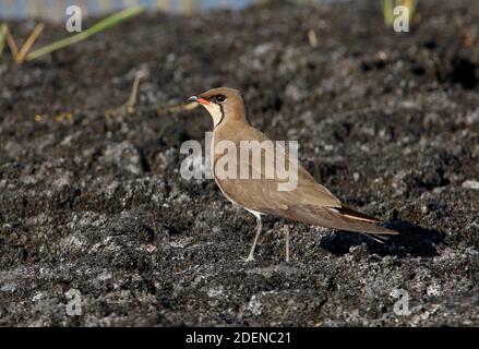 Pratincole (Pareola pratincola pratincola pratincola) adulto in piedi su terreno fangoso Lago Alakol, Kazakistan Giugno Foto Stock