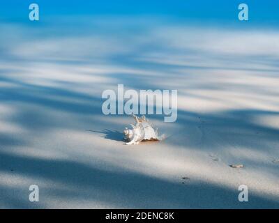 Serie di shell in luce e ombra su un bianco spiaggia di sabbia natura art design con lunga esposizione Foto Stock