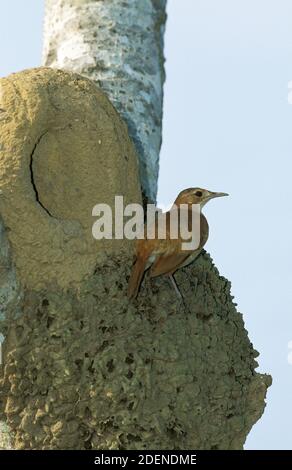 Rufous Ornero, Furnarius rufus, Adulti in piedi vicino a Nest, Pantanal in Brasile Foto Stock