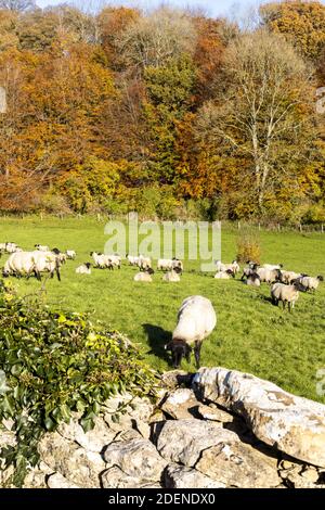 Autunno nel Cotswolds - pascolo delle pecore nella valle di Dortisbourne vicino a Daglingworth, Gloucestershire Regno Unito Foto Stock