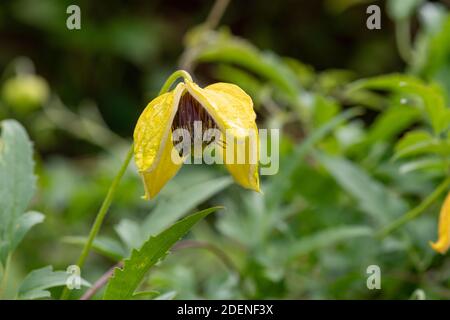 Primo piano di una tiara clematis dorata (clematis tangutica) fiore in fiore Foto Stock