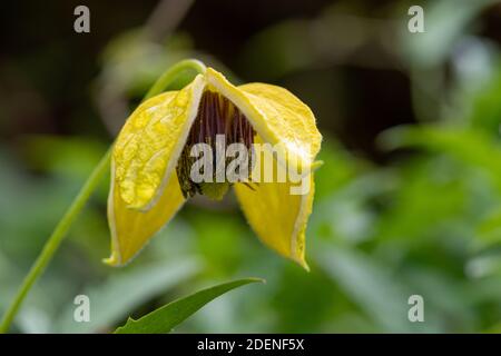 Primo piano di una tiara clematis dorata (clematis tangutica) fiore in fiore Foto Stock