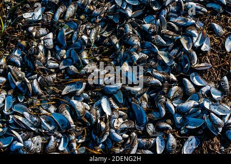 Conchiglie di cozze blu, aperte su una spiaggia all'aperto. Primo piano. Foto Stock