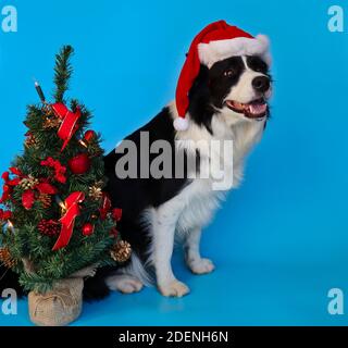 Adorabile Border Collie con Santa Hat si trova dietro il piccolo albero di Natale isolato su Blue. Happy Black e White Dog sorride su sfondo blu. Foto Stock