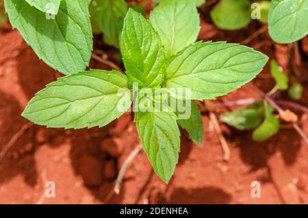 Guardando giù sulle foglie giovani di un menthe X piperita, conosciuto anche come menta di balck, che cresce da terra rossa di argilla rossa. Foto Stock