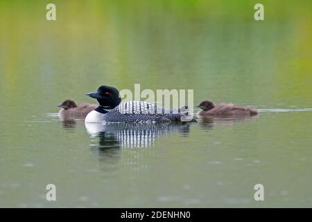 loon comune / grande subacqueo settentrionale (Gavia immer) genitore in allevamento piumaggio nuoto con due pulcini in lago in estate Foto Stock