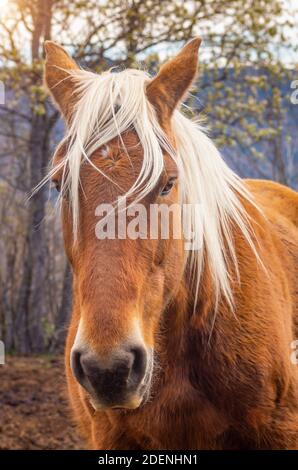 Cavalli dei Pirenei che corrono liberi in montagna Foto Stock