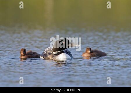 loon comune / grande subacqueo settentrionale (Gavia immer) genitore in allevamento piumaggio nuoto con due pulcini in lago in estate Foto Stock